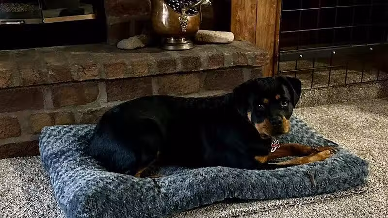 Camelot Canine - Columbiana, OH