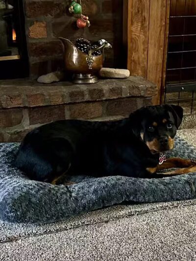 Camelot Canine - Columbiana, OH