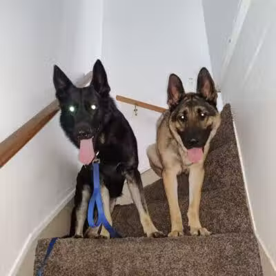 Camelot Canine - Columbiana, OH