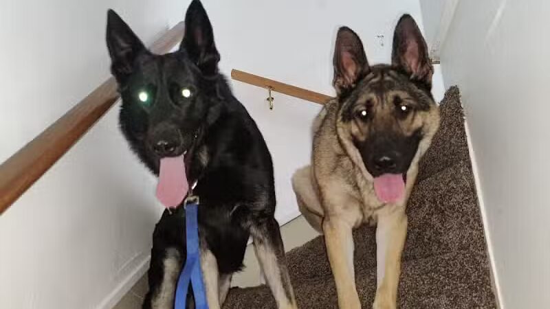 Camelot Canine - Columbiana, OH