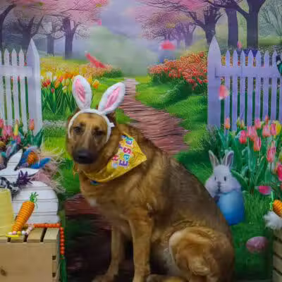 Camelot Canine - Columbiana, OH