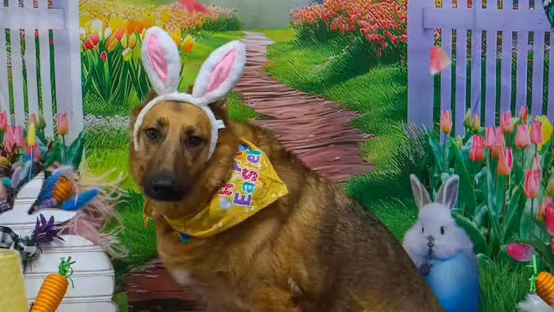 Camelot Canine - Columbiana, OH