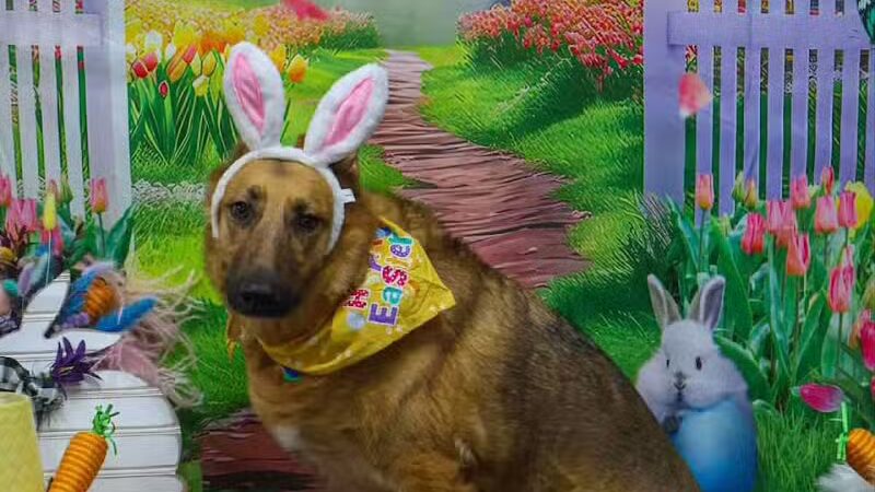 Camelot Canine - Columbiana, OH