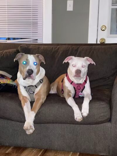 Camelot Canine - Columbiana, OH