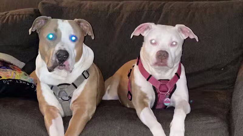 Camelot Canine - Columbiana, OH