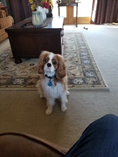 Doggone Stylish - Columbiana, OH