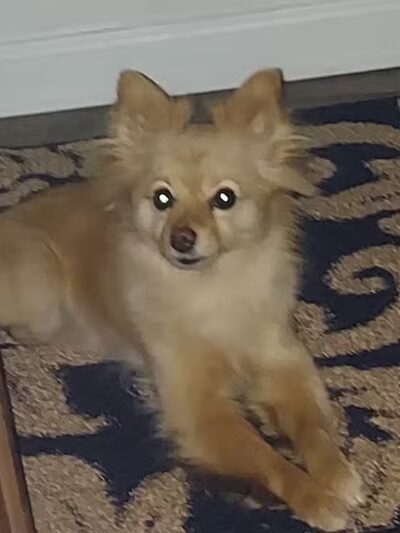 Pampered Pup Grooming Salon - Columbiana, OH