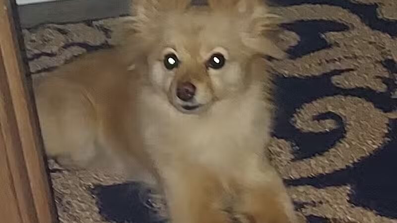 Pampered Pup Grooming Salon - Columbiana, OH