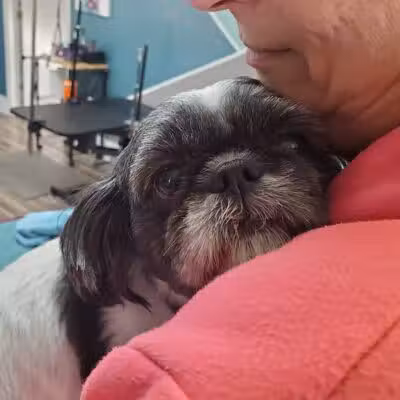 Pampered Pup Grooming Salon - Columbiana, OH