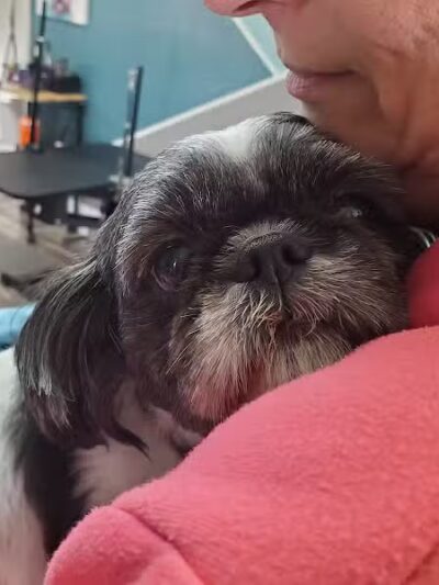 Pampered Pup Grooming Salon - Columbiana, OH