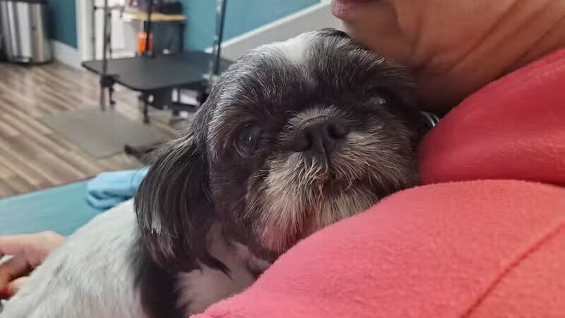 Pampered Pup Grooming Salon - Columbiana, OH