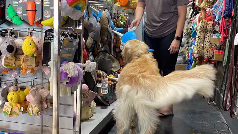 Paws on Main - Columbiana, OH