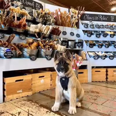 Paws on Main - Columbiana, OH
