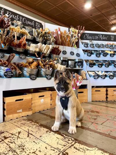 Paws on Main - Columbiana, OH