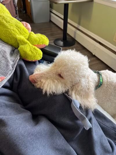 Paws on Main - Columbiana, OH