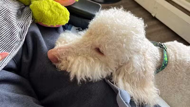 Paws on Main - Columbiana, OH