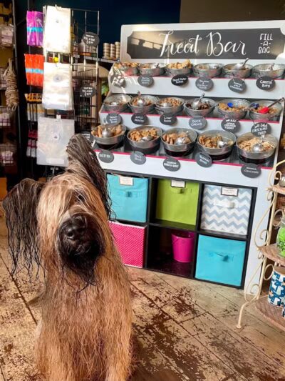 Paws on Main - Columbiana, OH