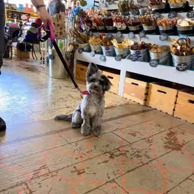 Paws on Main - Columbiana, OH