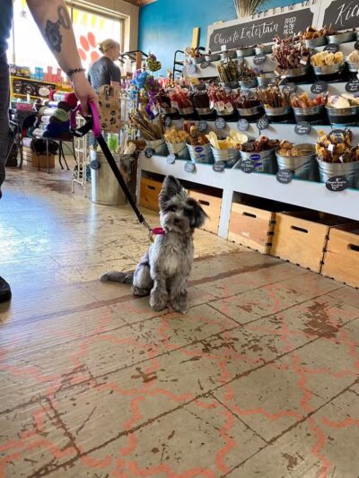 Paws on Main - Columbiana, OH