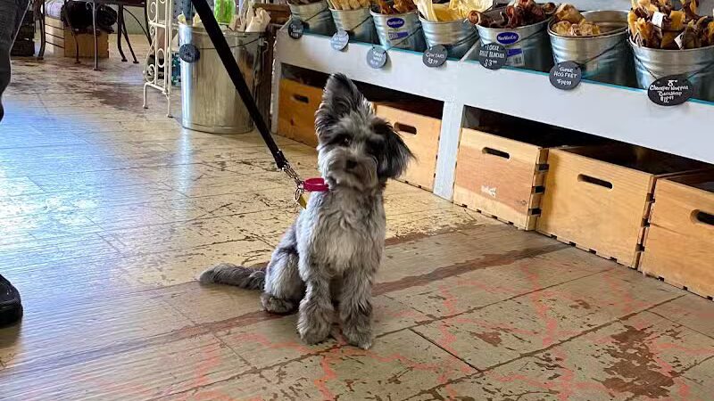 Paws on Main - Columbiana, OH