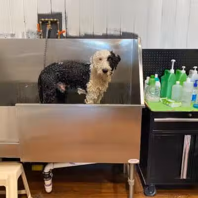 Paws on Main - Columbiana, OH