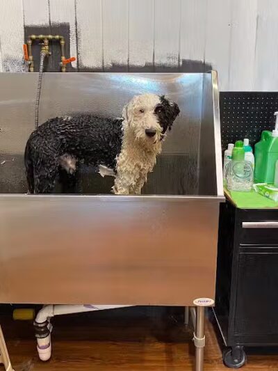 Paws on Main - Columbiana, OH