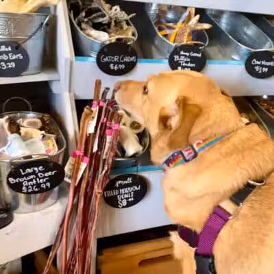 Paws on Main - Columbiana, OH