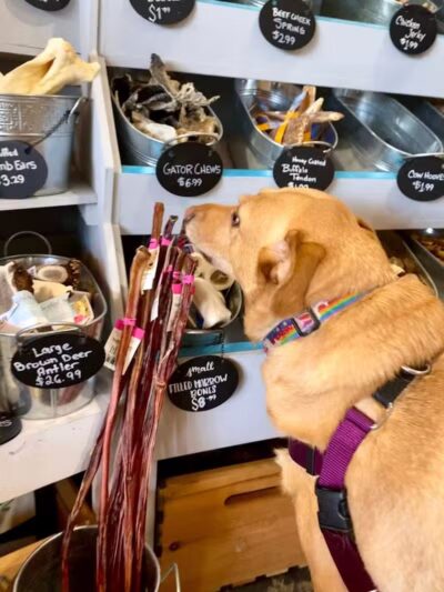 Paws on Main - Columbiana, OH