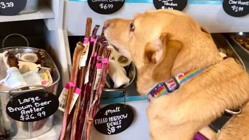 Paws on Main - Columbiana, OH