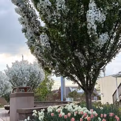 Pocket Park - Columbiana, OH