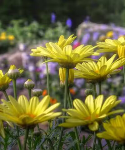 Walking Trail - Columbiana, OH