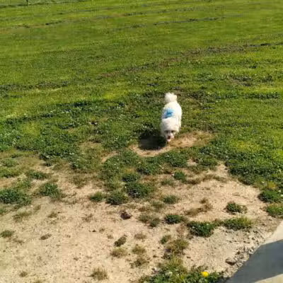 Columbus City Dog Park - Columbus, GA