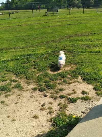 Columbus City Dog Park - Columbus, GA