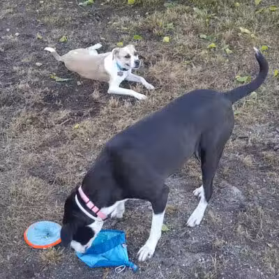 Columbus City Dog Park - Columbus, GA