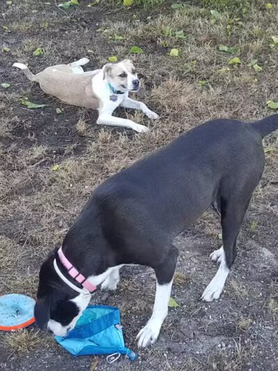 Columbus City Dog Park - Columbus, GA