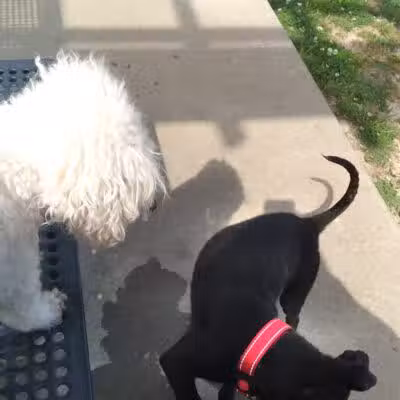 Columbus City Dog Park - Columbus, GA