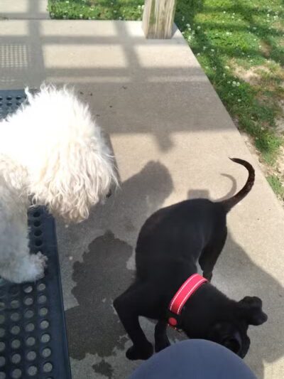 Columbus City Dog Park - Columbus, GA