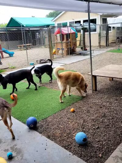 AOKO-K9 Connections - Columbus, OH