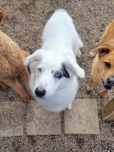 AOKO-K9 Connections - Columbus, OH