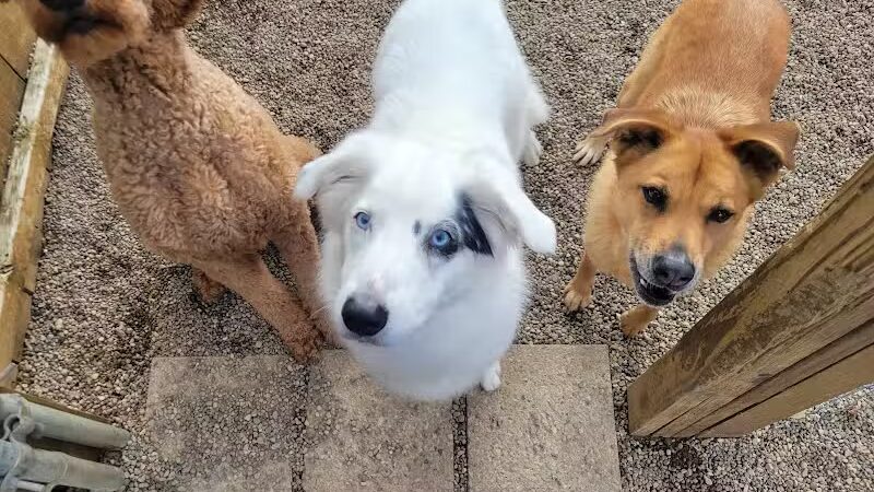 AOKO-K9 Connections - Columbus, OH