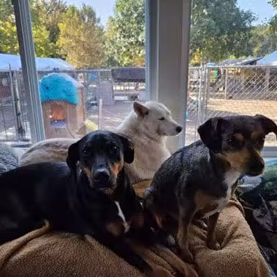 AOKO-K9 Connections - Columbus, OH