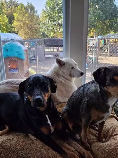 AOKO-K9 Connections - Columbus, OH