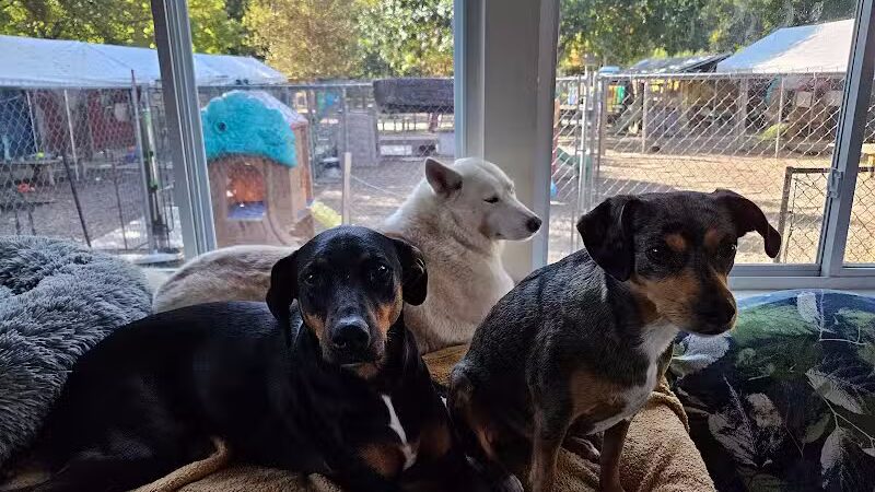 AOKO-K9 Connections - Columbus, OH