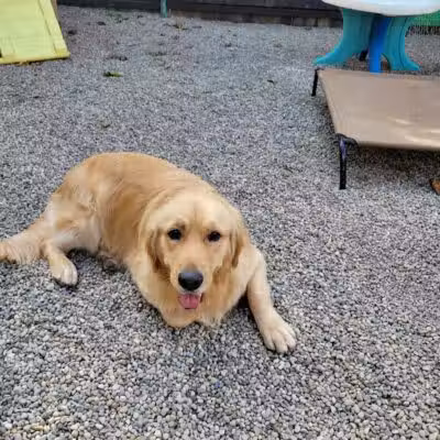 AOKO-K9 Connections - Columbus, OH