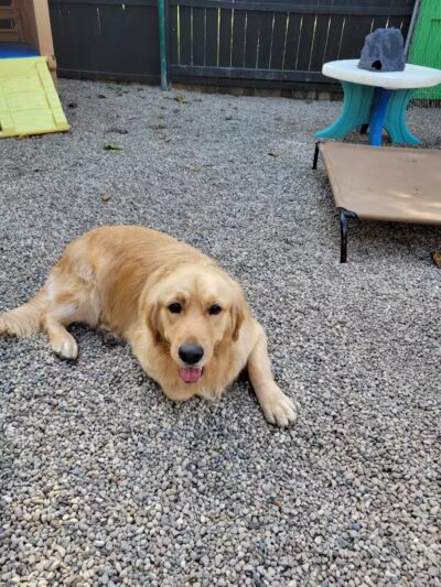 AOKO-K9 Connections - Columbus, OH