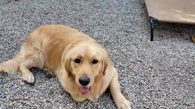 AOKO-K9 Connections - Columbus, OH