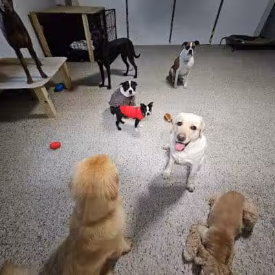 AOKO-K9 Connections - Columbus, OH