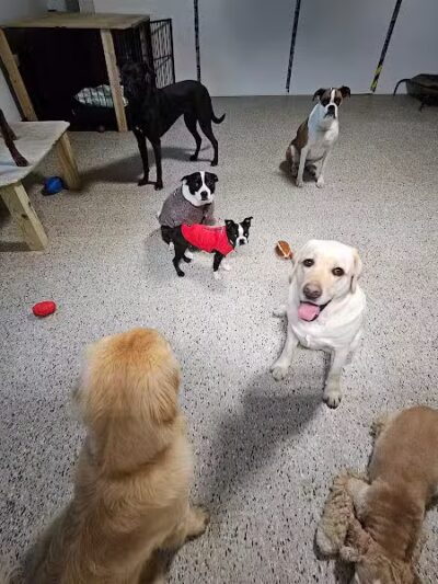 AOKO-K9 Connections - Columbus, OH