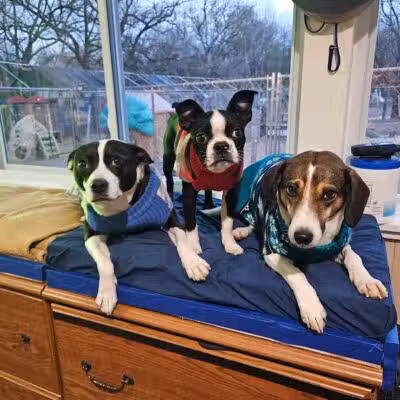 AOKO-K9 Connections - Columbus, OH