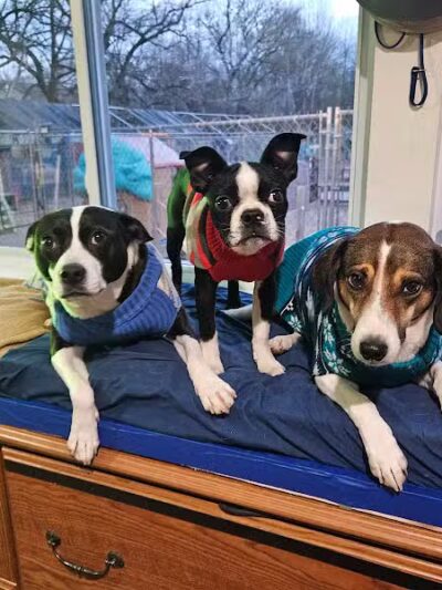 AOKO-K9 Connections - Columbus, OH